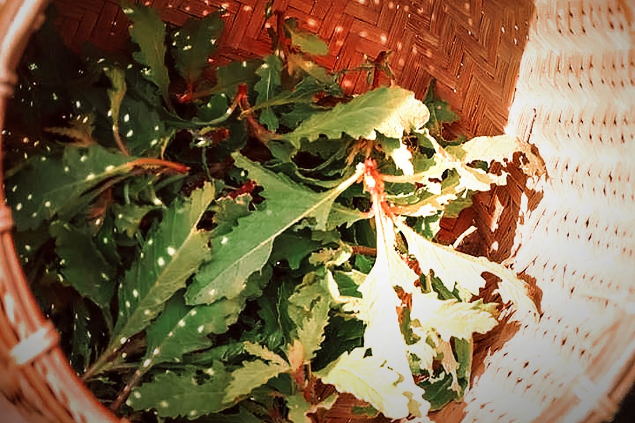 สำเนาของ CH_สินค้าชุมชนเขมราฐ จ.อุบล_ใบยาหม่อง_2